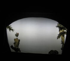 11皮影戲《雞斗》